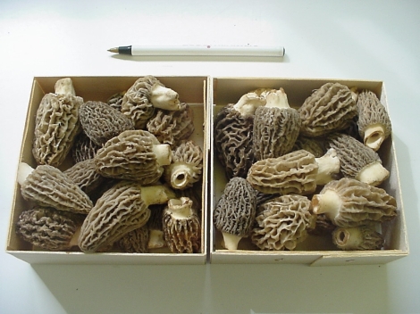 Blonde morels/ photo from Forest Mushrooms Inc.