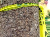 Ash tree damage from Emerald Ash Borer/ Mark Shour, ISU Extension