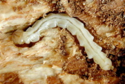 Ash borer larva/ www.forestryimages.org